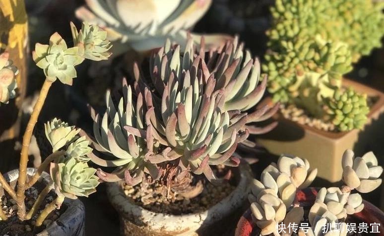 多肉植物度|多肉种上漂亮花盆不透气?不如试试这三招,度夏成败在此一举