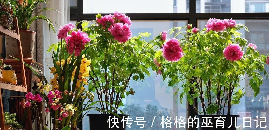 唯有牡丹真国色,花开时节动京城,浅谈牡丹花日常养护及换盆须知