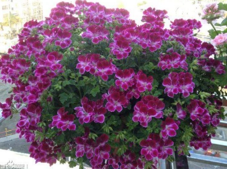 4种花好养又漂亮，随便一养成花海，鲜艳无比，开成百花园