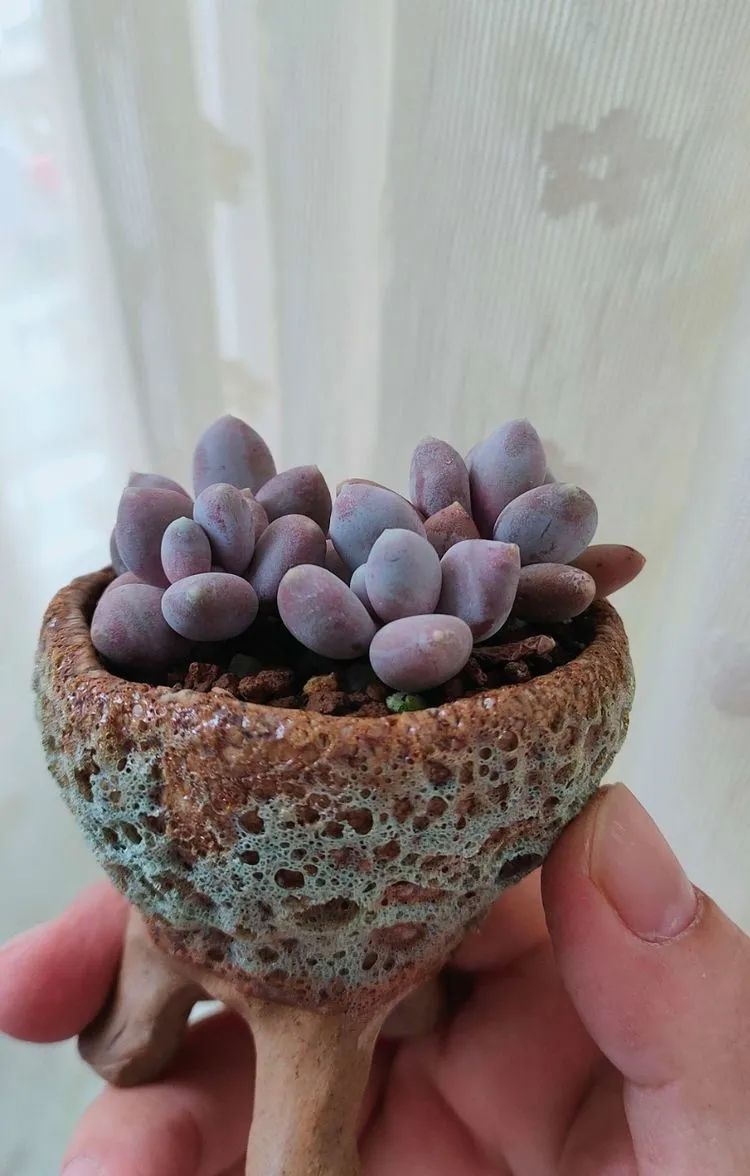 爱自己、爱家人、爱生活、爱多肉,因为有爱我便无惧风浪!