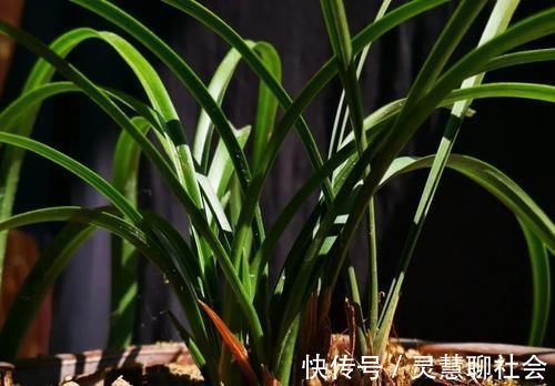 兰花什么时候必须换盆?这3种情况,只有换盆才能成活