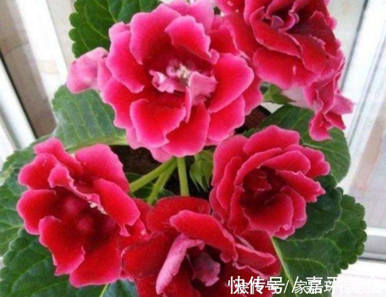 长春花|最有仙气的4种花，福旺运旺财更旺，财运爆发，事业风生水起
