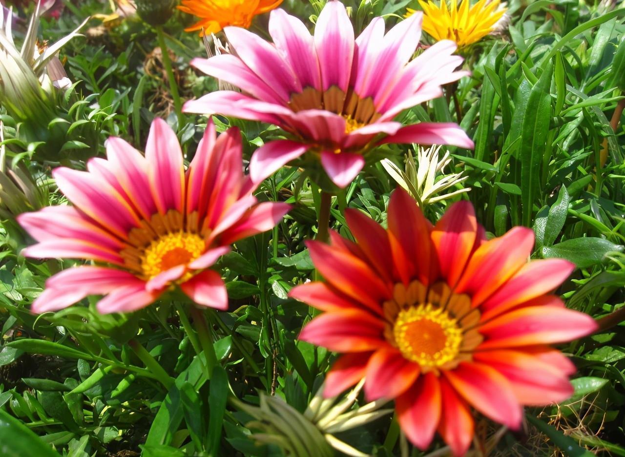 5种花春天养,五彩斑斓花期长,沾土就活,懒人也能养爆盆