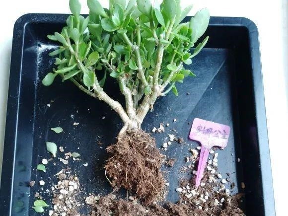 蟹爪兰|长寿花换盆,切忌越换越大,一直用小盆养才好!