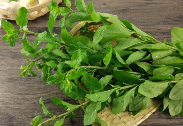 鱼腥草|这三种野菜,被称为女性养肝护肝的''小秘方'',建议女性们都来看看!