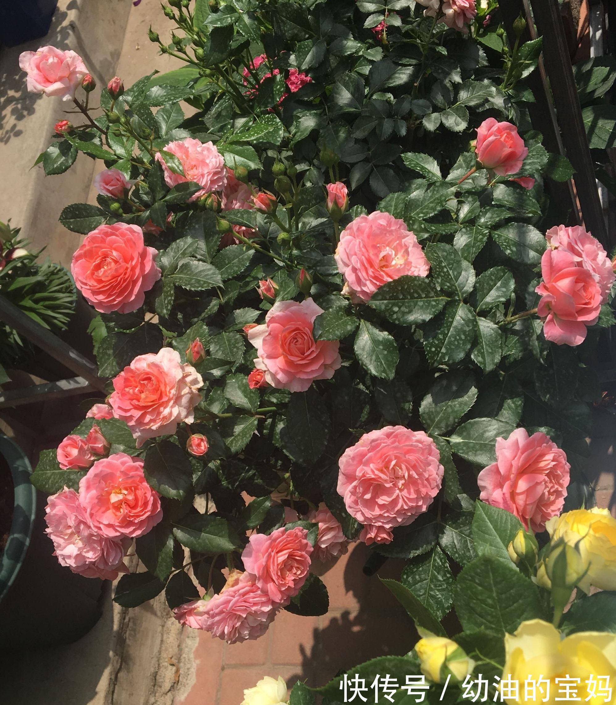 这三种花是“醋坛子”,每周灌一次“酸”水,冰雪天也能绽放群花