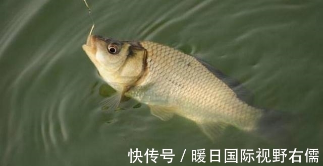 鱼口|野钓鲫鱼,别人连杆不断你却不上鱼,有可能是这三个原因导致的