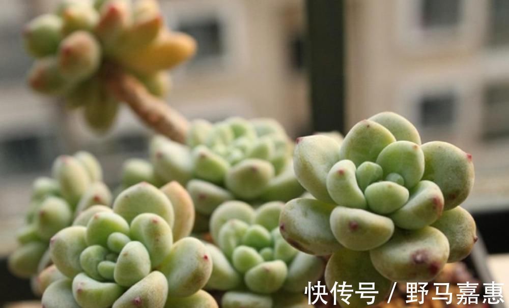 这6种多肉可不耐冻,大冷天赶紧搬回家,冻伤了可救不活