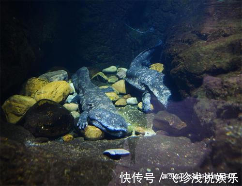 大鲵！人鱼是真实存在的吗？山海经给了我们答案，人面鱼身现存于世