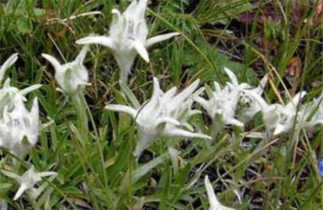 火绒草|农村山里的一种罕见野草,不仅可以吃,还能卖出60元一斤的高价