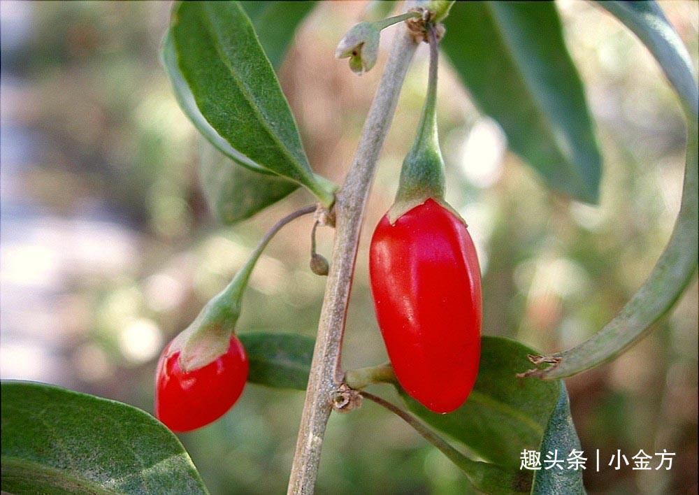 熟地黄|不到20块钱的方子搞定了她的高血压,降压药也省了,太珍贵了!