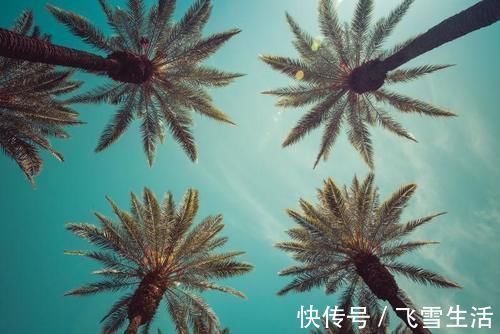 价值|乡下的一种植物,价值比人参都高!还可入药治病