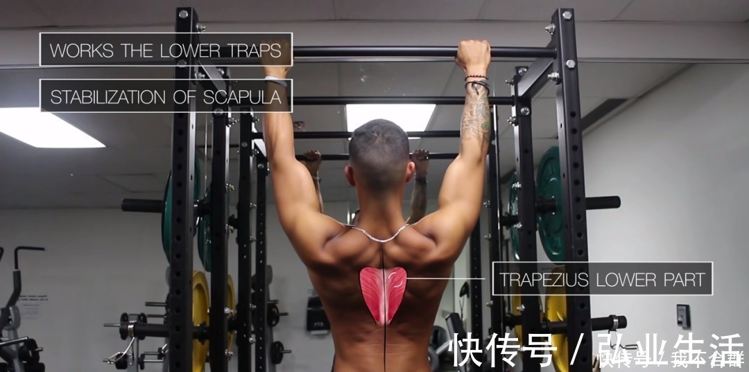 引体向上|一套高效全面的背部训练，练出圣诞树背！