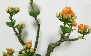玉树|长寿花教你一招，老桩来的快，开的花也多，现在养护正当时