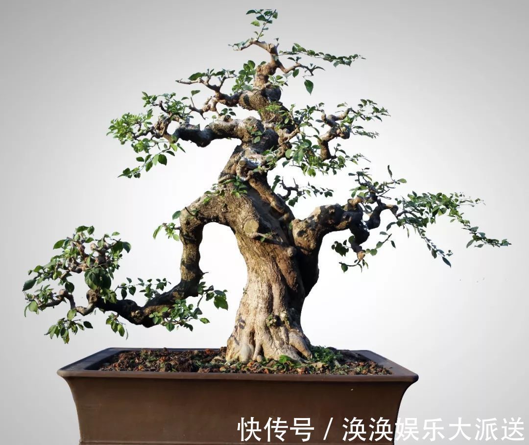 步曲|三角梅盆景制作6步曲,看懂了自己也能做出精美绝伦的三角梅盆景