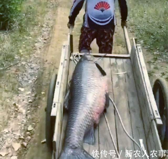 广东一男子野钓用螺蛳打窝,钓获180斤的“青鱼王”,用锄头刮鳞