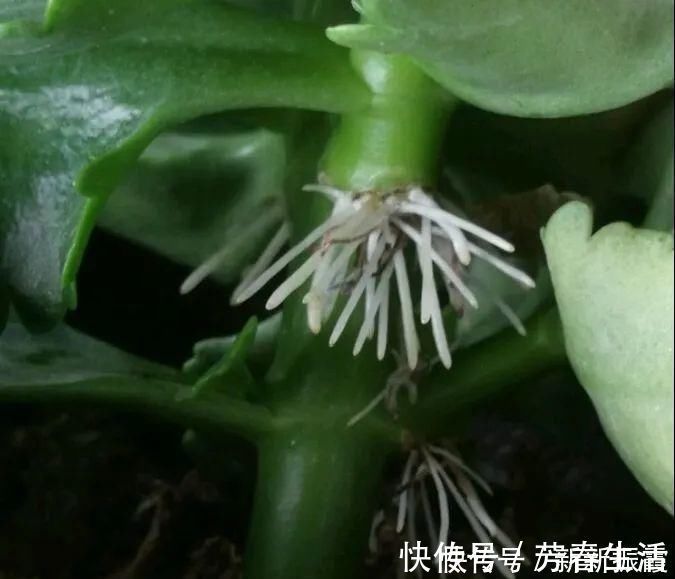 枝条|茉莉花扦插有机关,砍这一段枝条,插土里3天就活