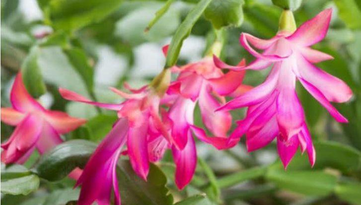 家养几款植物，娇小不占地，美不胜收，一年四季都赏花