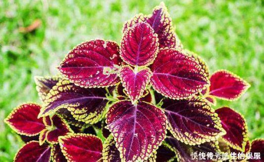 4款花号称开花机器,全年都开花,花香浓郁,太美了