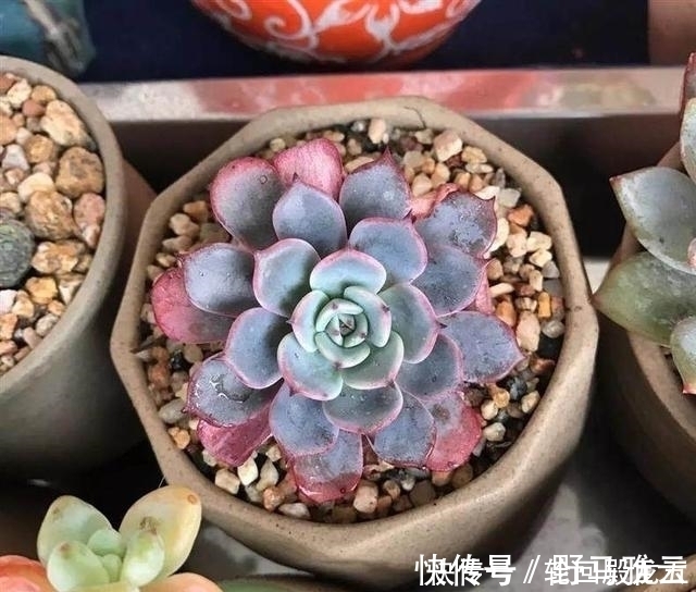 多肉|7字秘诀来养多肉,入坑9年多肉植物没徒也没腐
