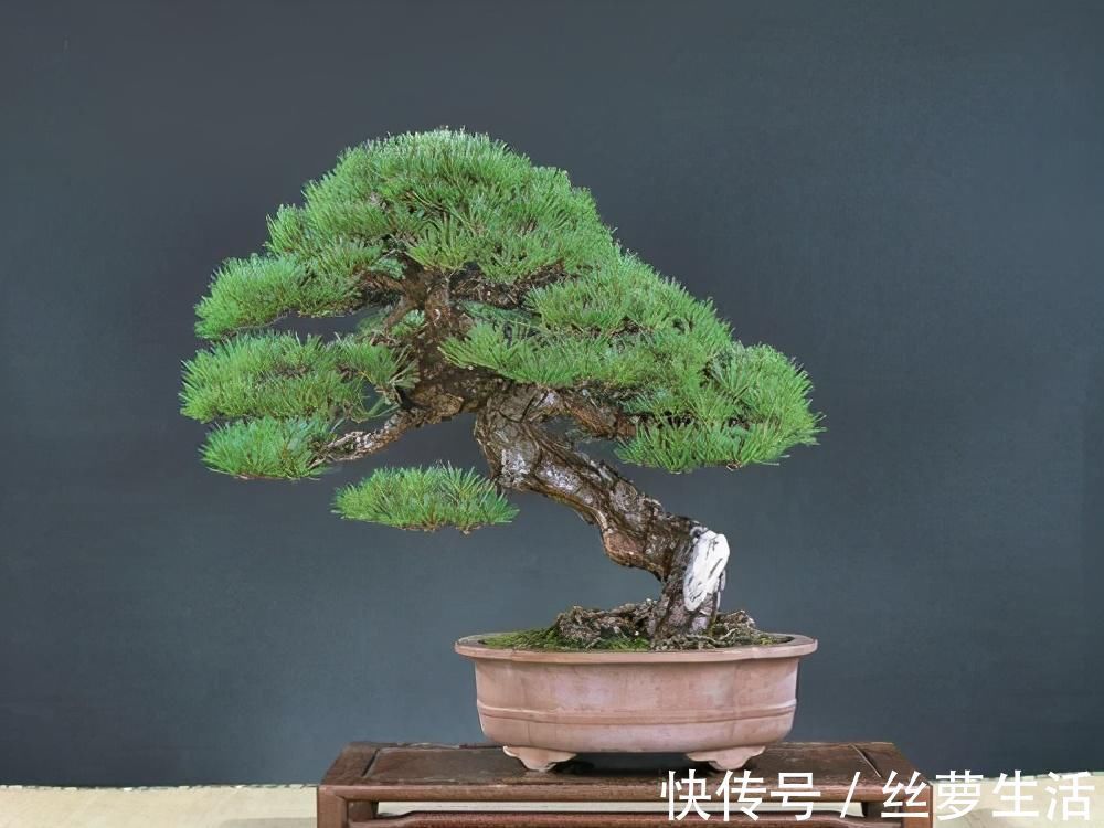 价值|苏派盆景极具名气,这6种盆景做法精妙、极具自然之感,价值高