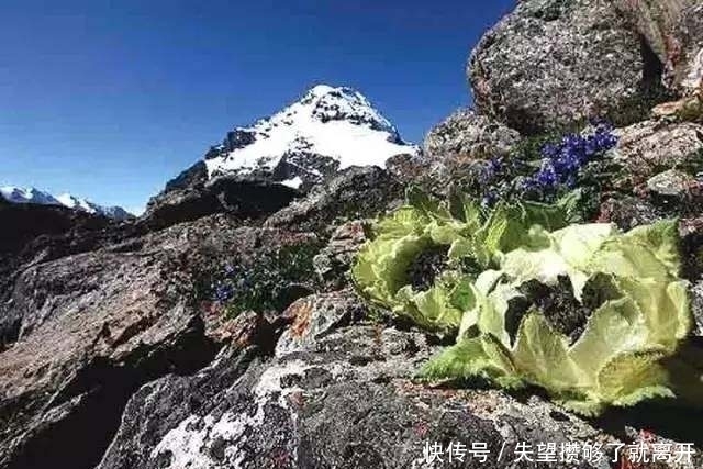 塔身|难得一见的天山雪莲，五年一开花，美得就像童话！