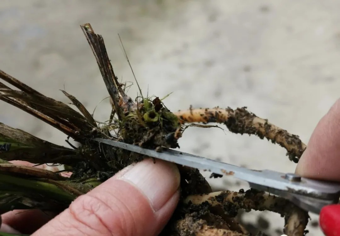 兰友|买回来的兰花,种植前只需要注意这几个细节,很容易就能成活