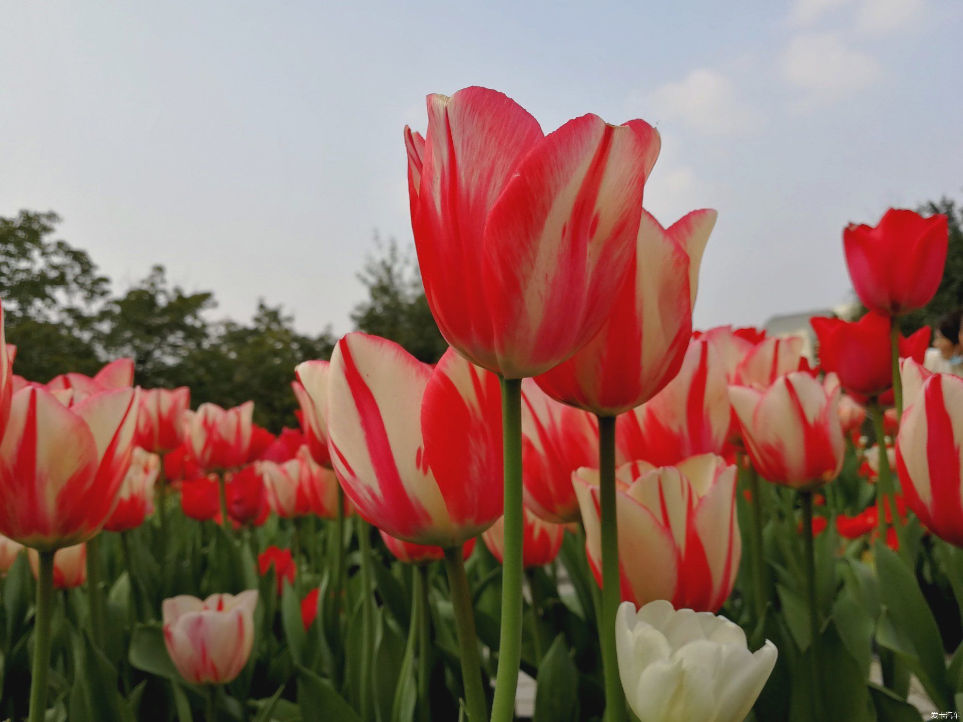 中年|大年初一的成都植物园