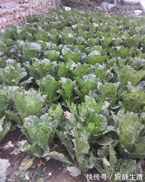 公婆|远嫁北方农村,晒晒和公婆同住的家,厨房还是第一次见