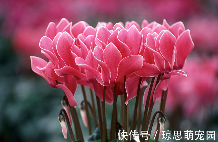 养此款盆栽,花色清新美丽,一盆千朵花,花期300多天,超美