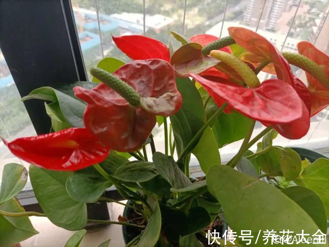 磷酸二氢钾|9种花是“一次性”，年前买、年后扔，不心疼钱吗？