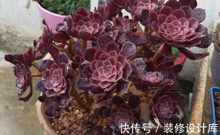 盆栽|这4种“直立桩”多肉，美到爆，盆栽清新脱俗、别有韵味