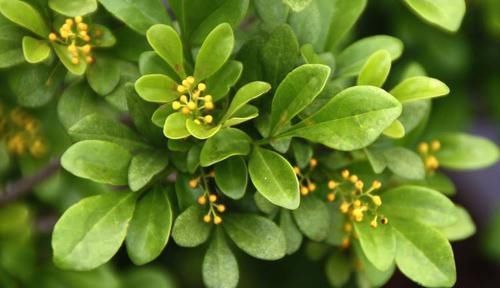 家养“米兰花”,做好三个前奏,枝繁叶茂,开花数量多