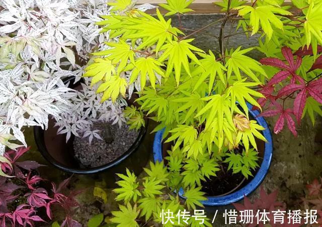 花海|这6种花养好了,家里秒变花海,一年四季有花看!