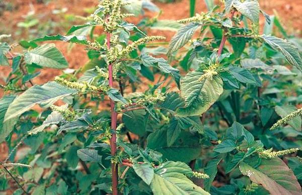 苋菜|农村这5种野菜，个个是宝，镇咳、减肥轻身、排毒，有钱都吃不上