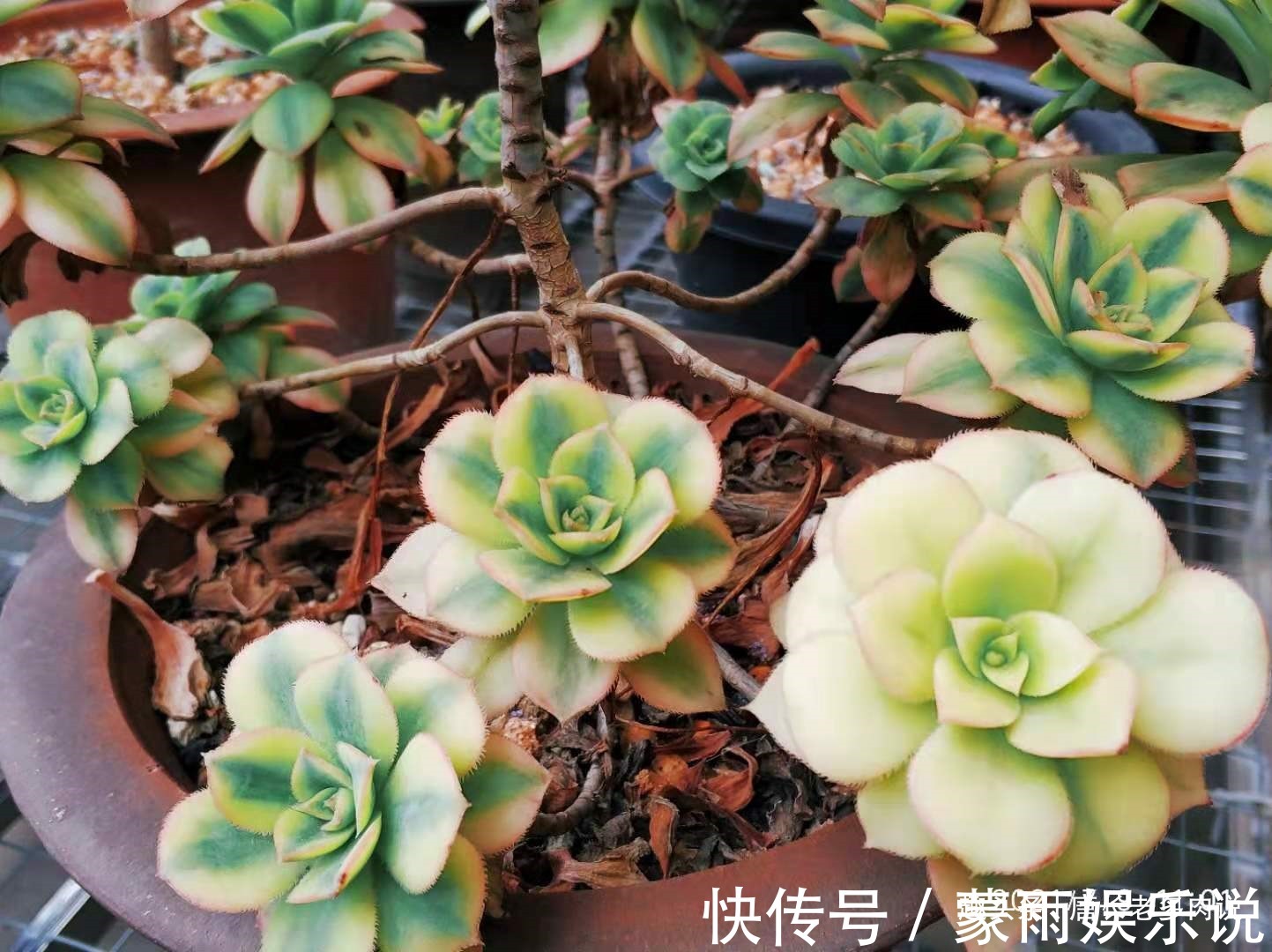 度夏|多肉星爆法师一年四季颜值在线,夏天不用操心也能轻松度夏