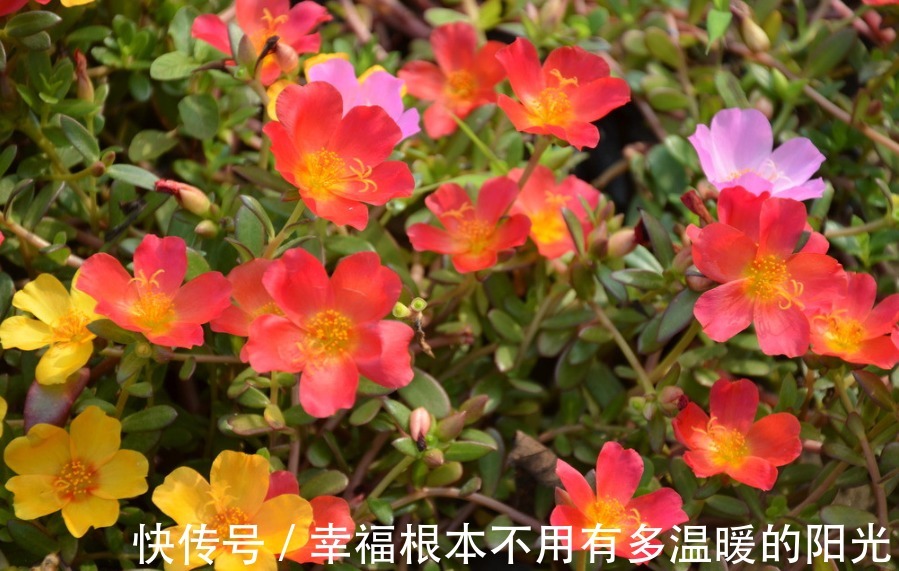 喜欢在家中养护花卉，就选择开花量大的花卉，花色艳丽，满屋飘香