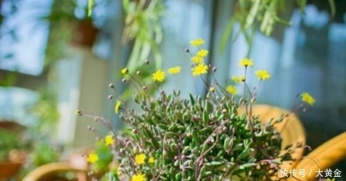 安全度|多肉度夏难?选择这些多肉植物准没错,安全度夏无压力!不要错过