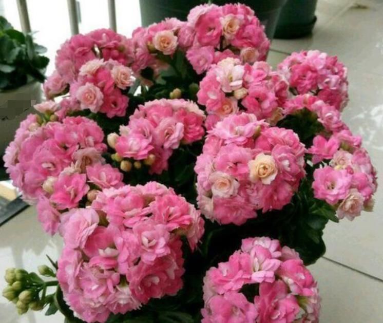 家里养上4种花，全年开花不断，养在阳台，轻松开成花海！