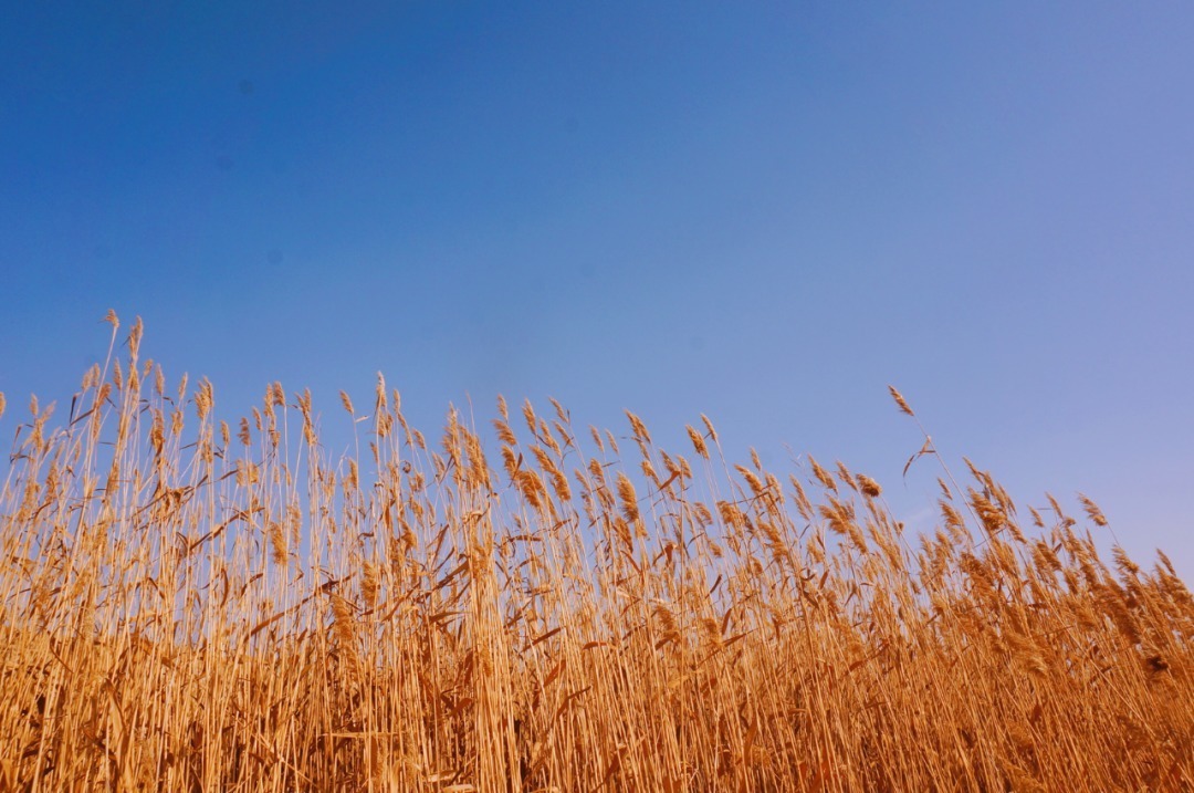 脚踏|一路银川,水洞沟遗址脚踏黄土来,机关四起藏兵洞