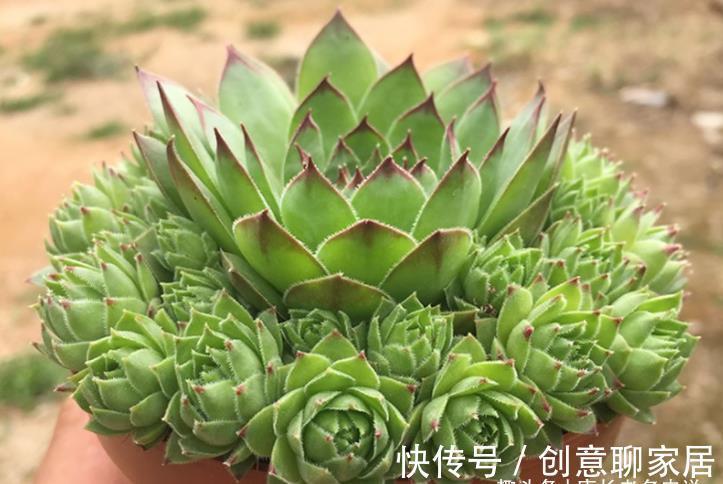 主头|多肉观音莲分不分公母?我养的观音莲一直不爆崽,很怀疑它的性别