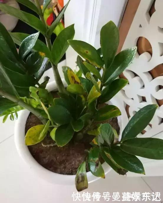 事业|家里3种花，镇宅旺事业，养的人越来越多了，看看你家有没有？