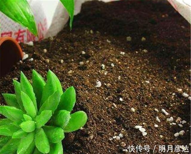 养了多年花,才知道鸡蛋壳这么处理,不生虫、肥效足,养啥啥旺