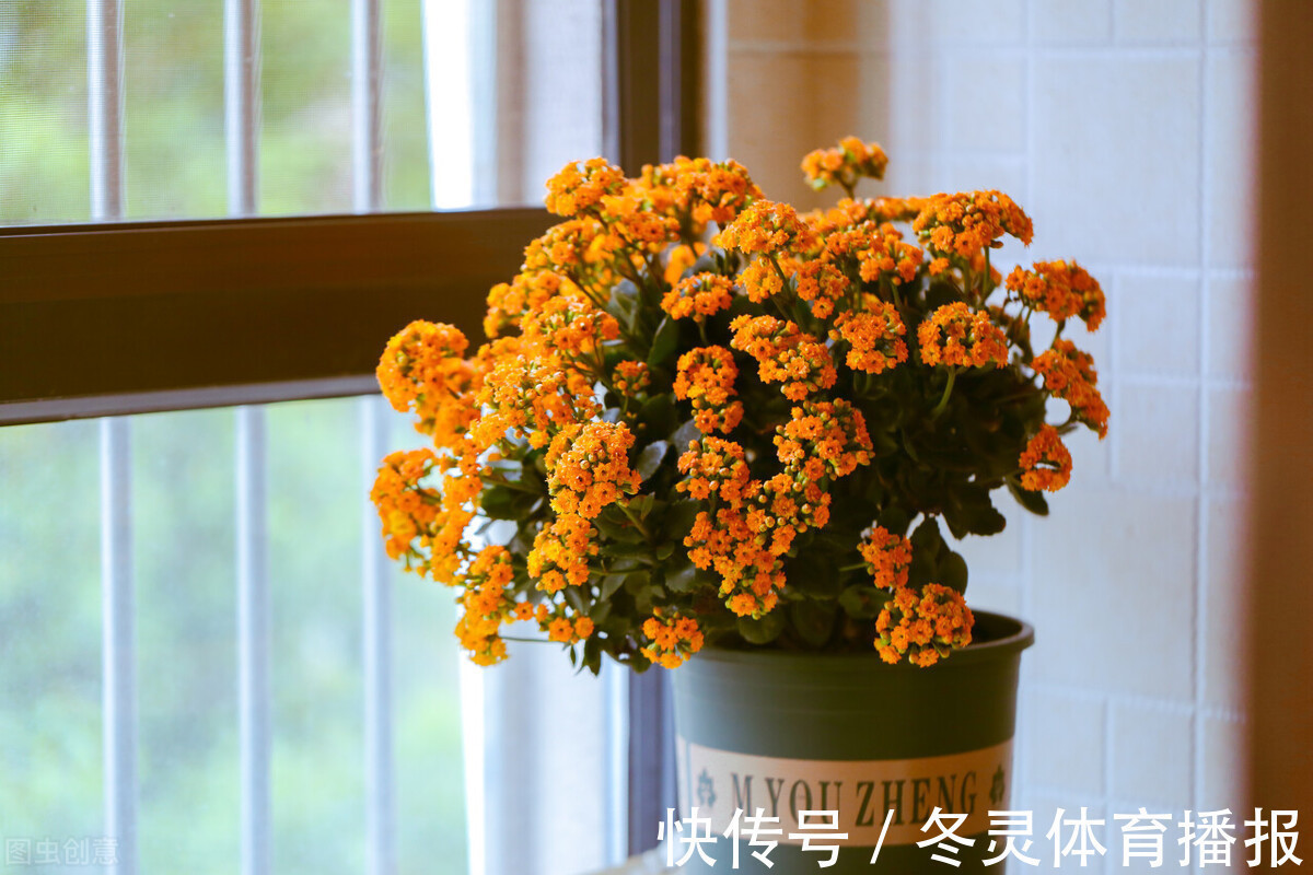 君子兰|5种漂亮的花,适合养在家里,好养又吉祥,光照少一些也能长得好