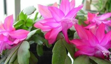 最受欢迎的4种年宵花,株型美观,花色艳丽,你家里有吗