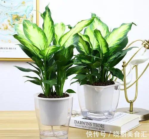 厨房摆上这几种花,乌烟瘴气不再有,越养越喜欢