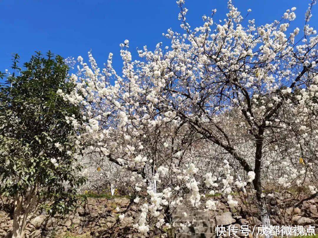 花已初开，春光无限