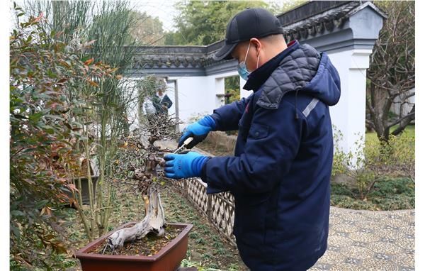古猗开展盆景修剪 提升园容园貌意境