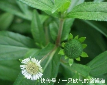 莲蓬|长得一肚子墨水，形态很像莲蓬，别忽视