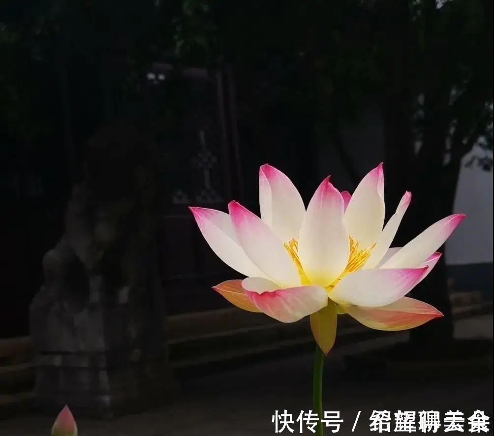 马鞭草|仲夏松江，花开正盛，夏雨荷，今天就能满足你→！